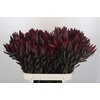 Leucadendron Saf Sunset Dark Red