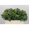 Pittosporum Ilan