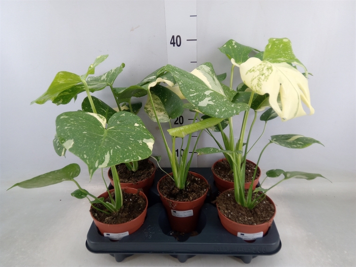 <h4>Monstera delic. 'Thai Constellatio'</h4>