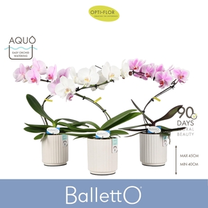 Balletto Mix 1 spike in Molise White Aquo