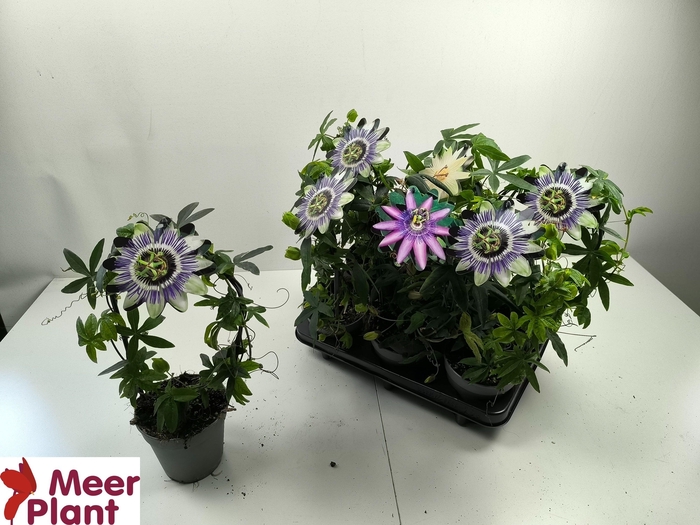 <h4>PASS CAERULEA</h4>