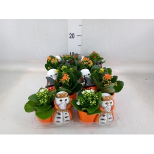 Kalanchoe   ...mini