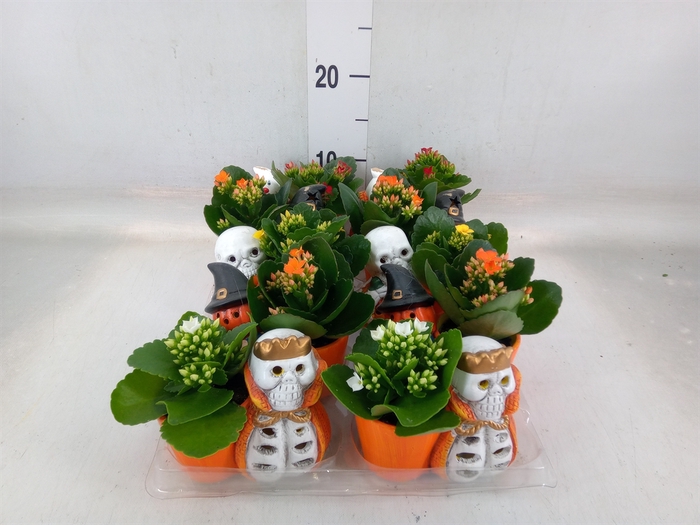 <h4>Kalanchoe   ...mini</h4>