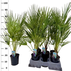 CHAM HUMILIS