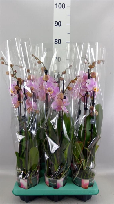 <h4>Phalaenopsis   ...</h4>