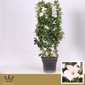Dipladenia P27 Rek Diamantina Jade White