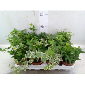 Hedera   ...mix
