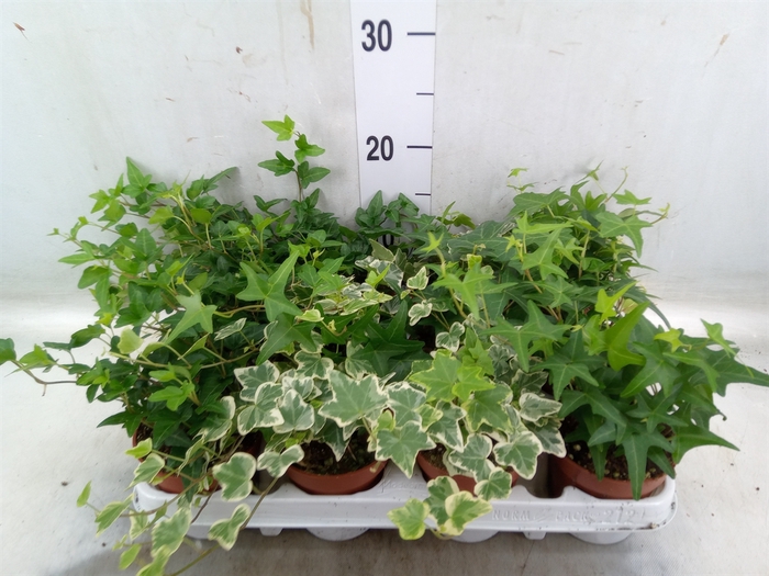 <h4>Hedera   ...mix</h4>