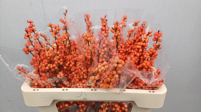 <h4>ILEX VE WINTER GOLD</h4>