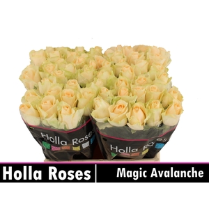 R GR MAGIC AVALANCHE+