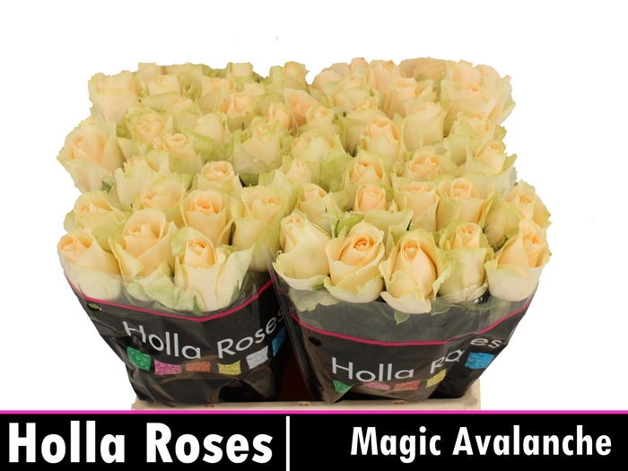 <h4>R GR MAGIC AVALANCHE+</h4>