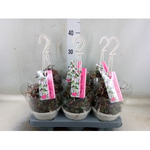 Ceropegia woodii ssp. woodii