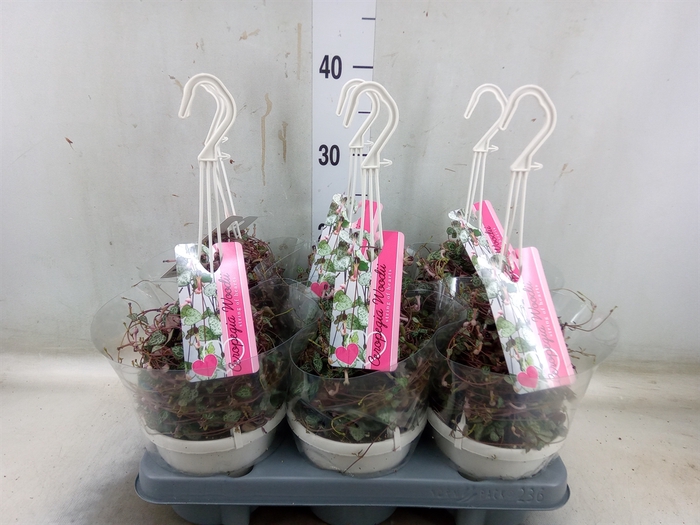 <h4>Ceropegia woodii ssp. woodii</h4>