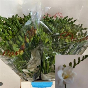 Fr Du Belleville Extra!!