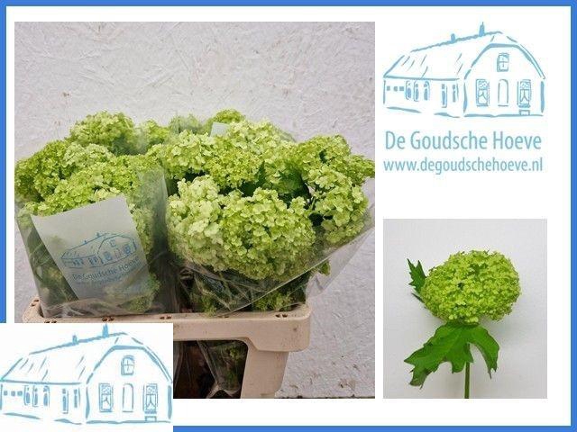 <h4>VIBURNUM ROSEUM ST</h4>