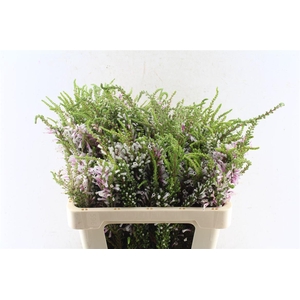 Kaaps Erica Pirnce Of Wales