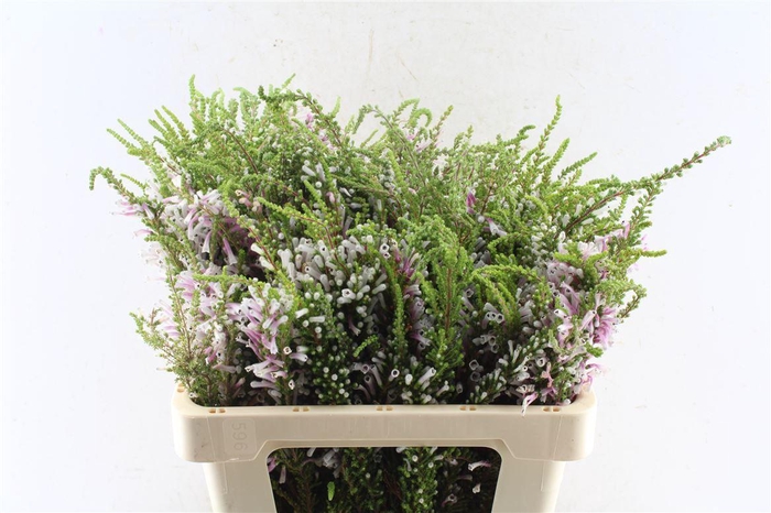 <h4>Kaaps Erica Pirnce Of Wales</h4>