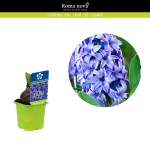 Hyacinthus Blue Pearl