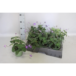 STREPTOCARP SAXORUM
