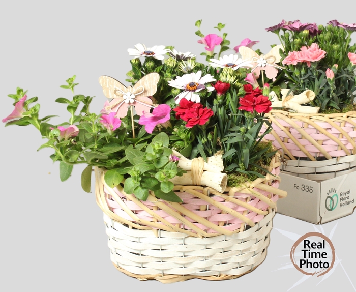 <h4>ARR TUINPLANTEN</h4>