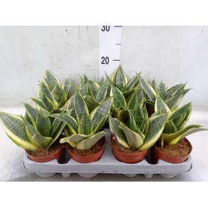 Sansevieria trifa. 'Golden Hahnii'