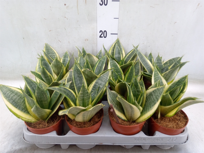 <h4>Sansevieria trifa. 'Golden Hahnii'</h4>