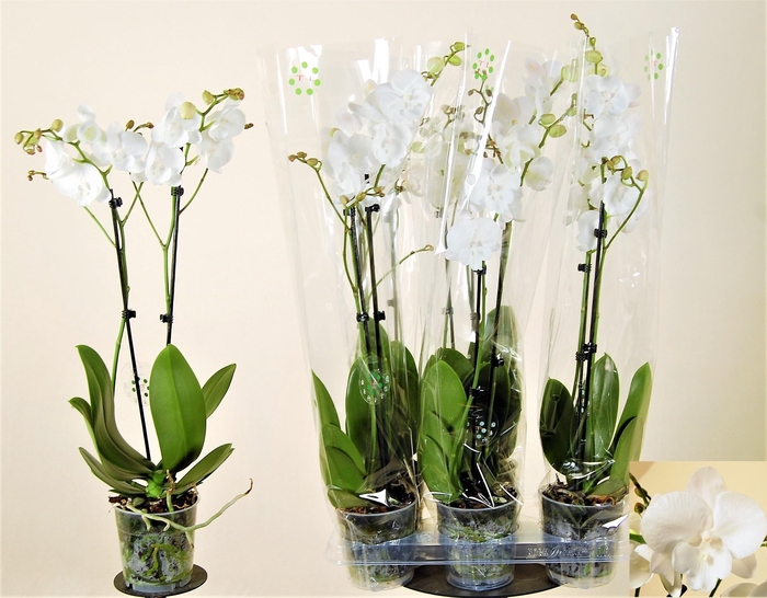 <h4>PHAL OV WIT</h4>