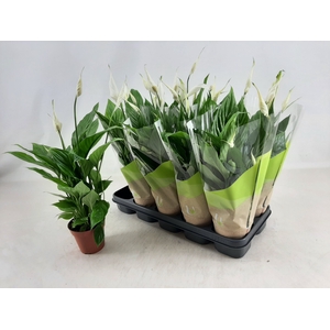 SPATH TORELLI