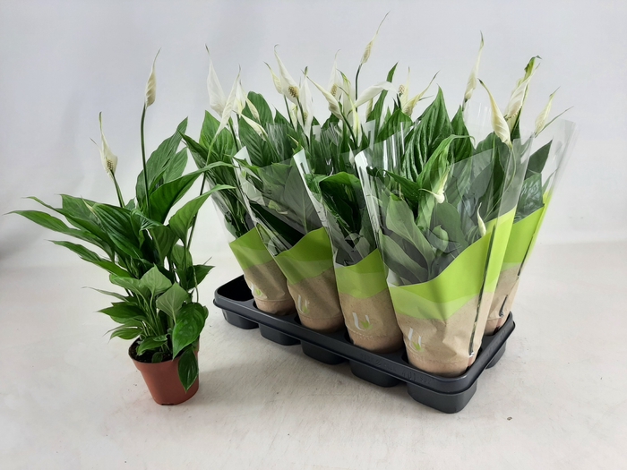 <h4>SPATH TORELLI</h4>