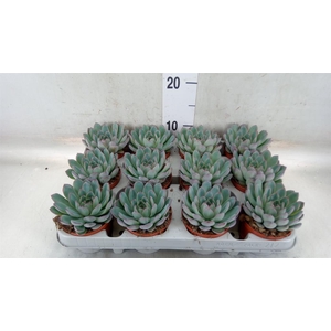 Echeveria  'Apus'