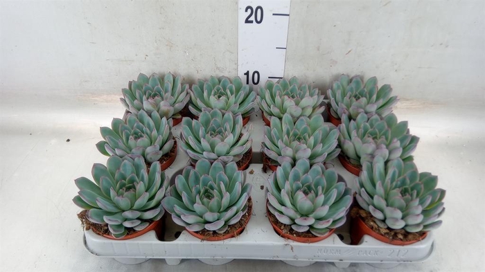 <h4>Echeveria  'Apus'</h4>