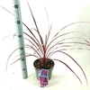 Cordyline