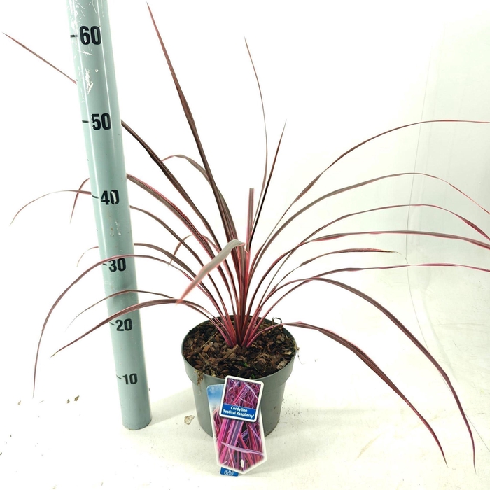 Cordyline