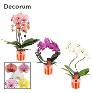 Phalaenopsis vormen mix 2 tak in Romée (Sympathetic moods-collec
