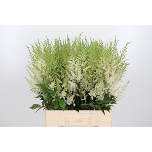 Astilbe Diamant