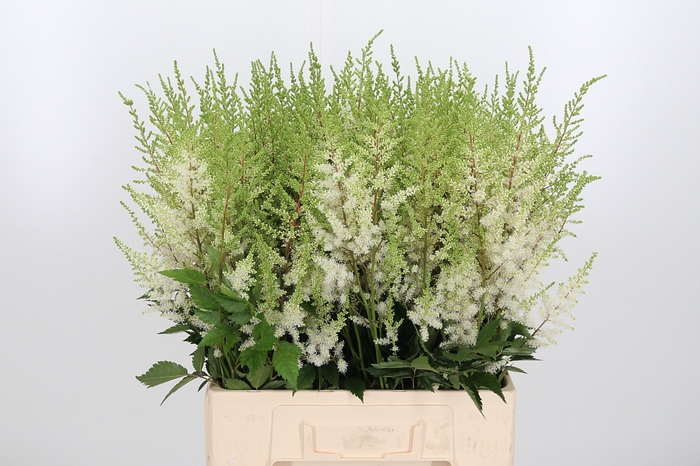 <h4>Astilbe Diamant</h4>