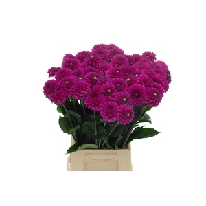 DAHL BALL PURPLE FOX