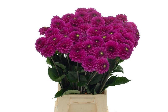 <h4>DAHL BALL PURPLE FOX</h4>