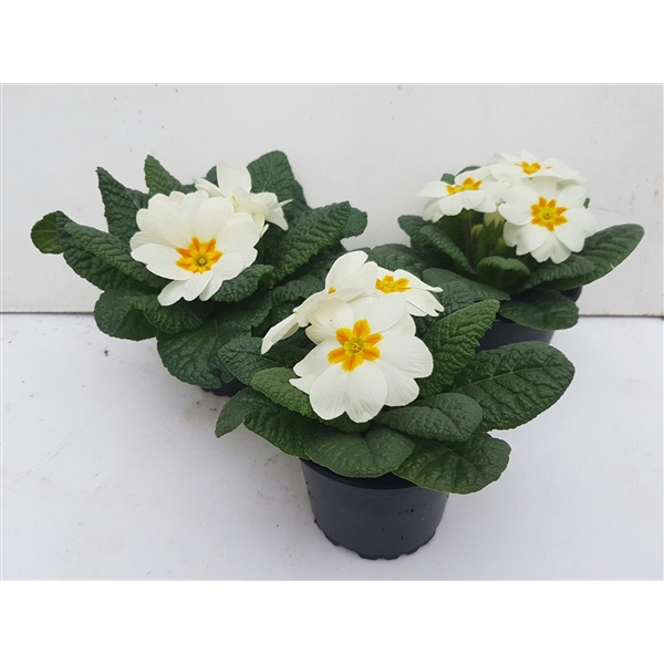 <h4>Primula acaulis wit</h4>