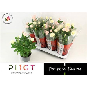 Rosa Infinity mixed