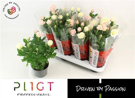 <h4>Rosa Infinity mixed</h4>