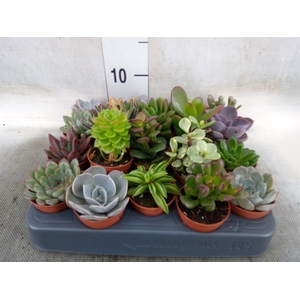 Succulents   ...