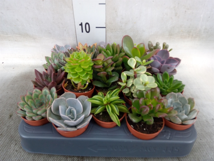 <h4>Succulents   ...</h4>