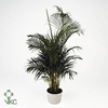 Dypsis Lutescens 10pp