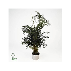 Dypsis Lutescens
