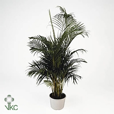 <h4>Dypsis Lutescens</h4>