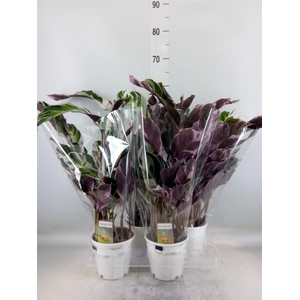 Calathea  'Fusion White'