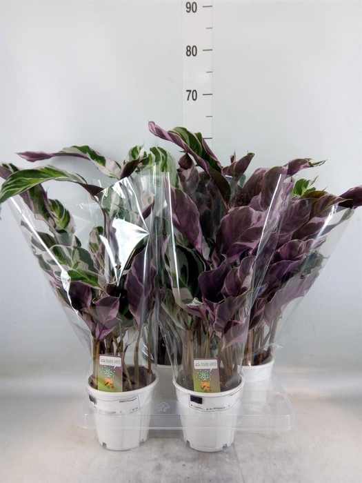 <h4>Calathea 'Fusion White'</h4>