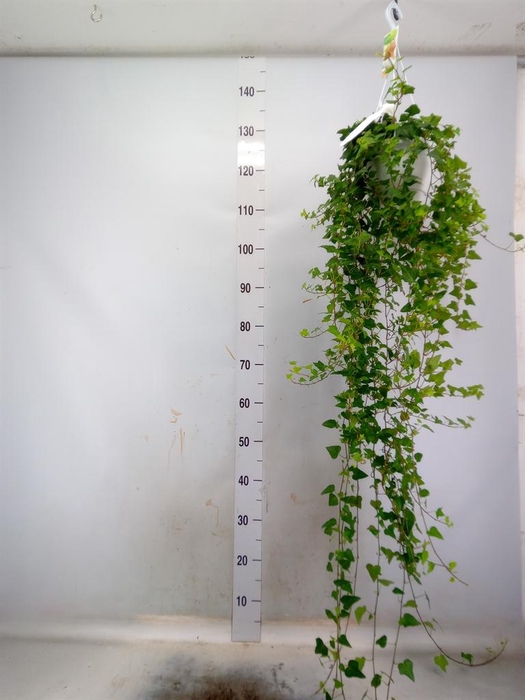 <h4>Hedera helix 'Anna'</h4>