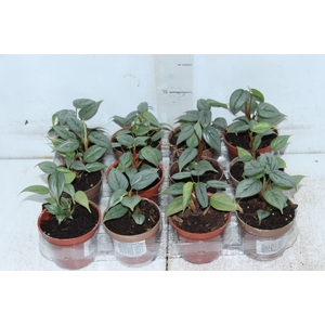 PHILODENDRON SODIROI P09